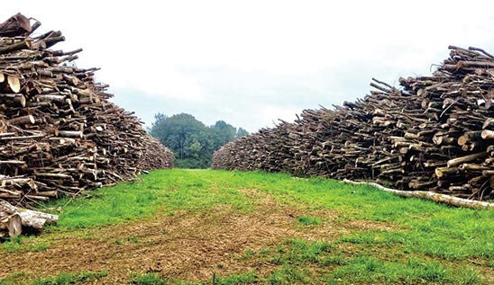 piles de bois