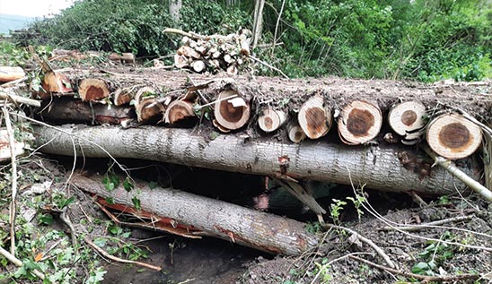 pont en bois